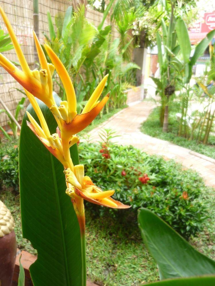 Angkor Reas Guesthouse Siem Reap Exterior photo